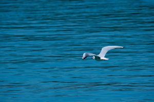 seagull, flying, lake